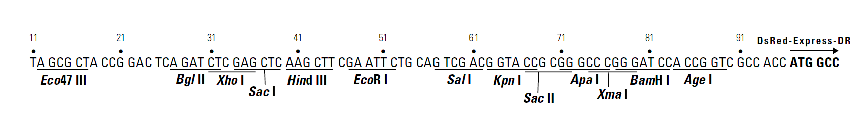pDsRed-Express-DR 多克隆位点 点击看大图 pDsRed-Express-DR 多克隆位点